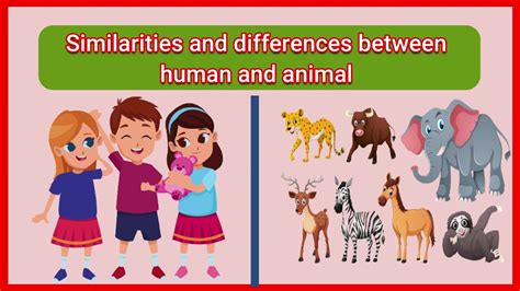 why are humans similar to animals
